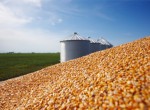 Colheita do milho safrinha segue lenta este ano no PR e em MT.