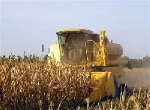 Centro-Sul continua com maior atraso na colheita do milho em MT