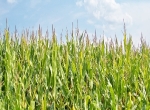 Híbridos e tecnologias da Monsanto impulsionam a produtividade de milho na safrinha 2013.